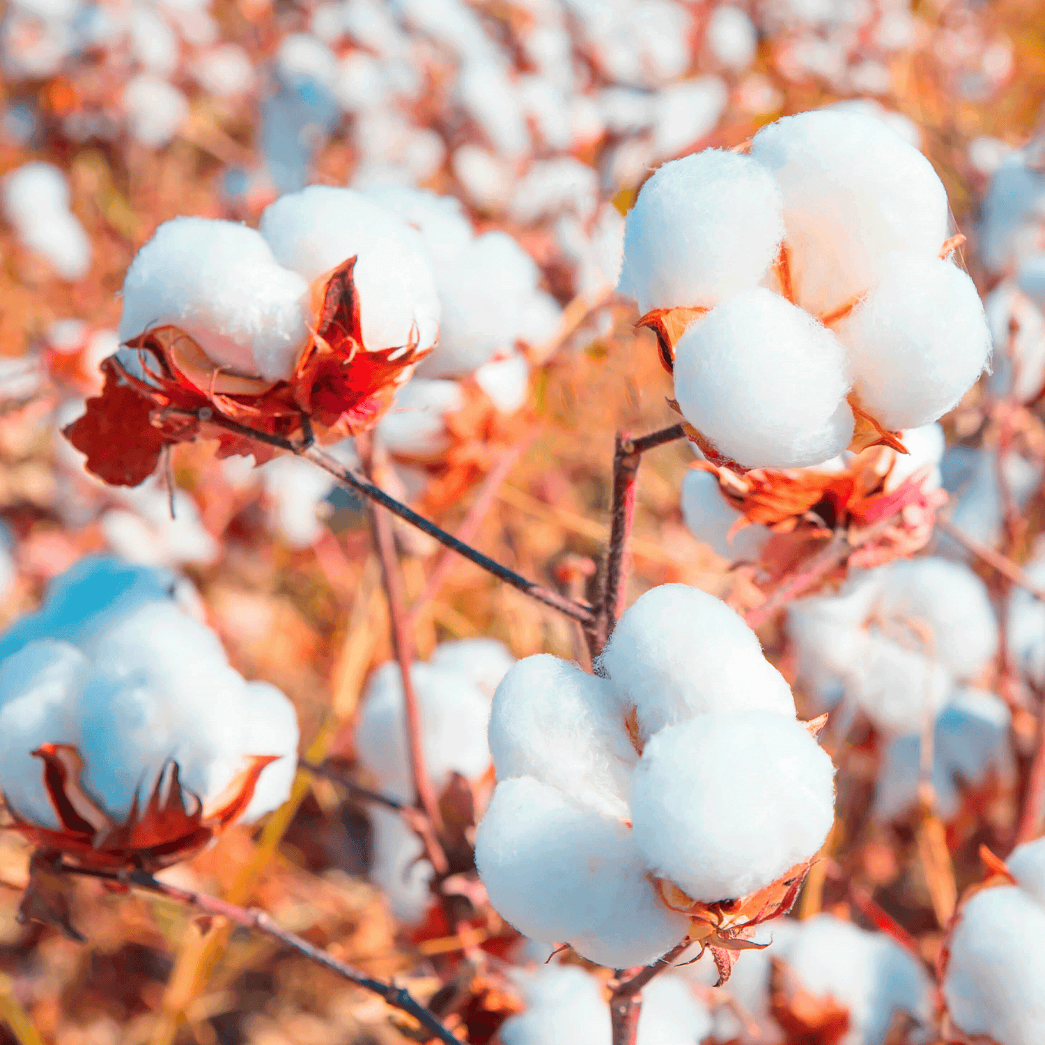 Qu'est-ce que le coton biologique ?